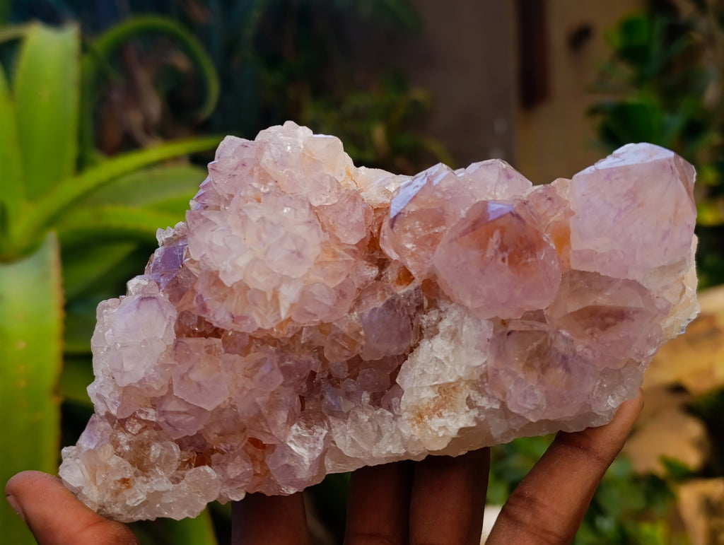 Natural Sunburst Cactus Flower Amethyst Spirit Quartz Clusters x 2 From South Africa - Toprock Gemstones and Minerals 