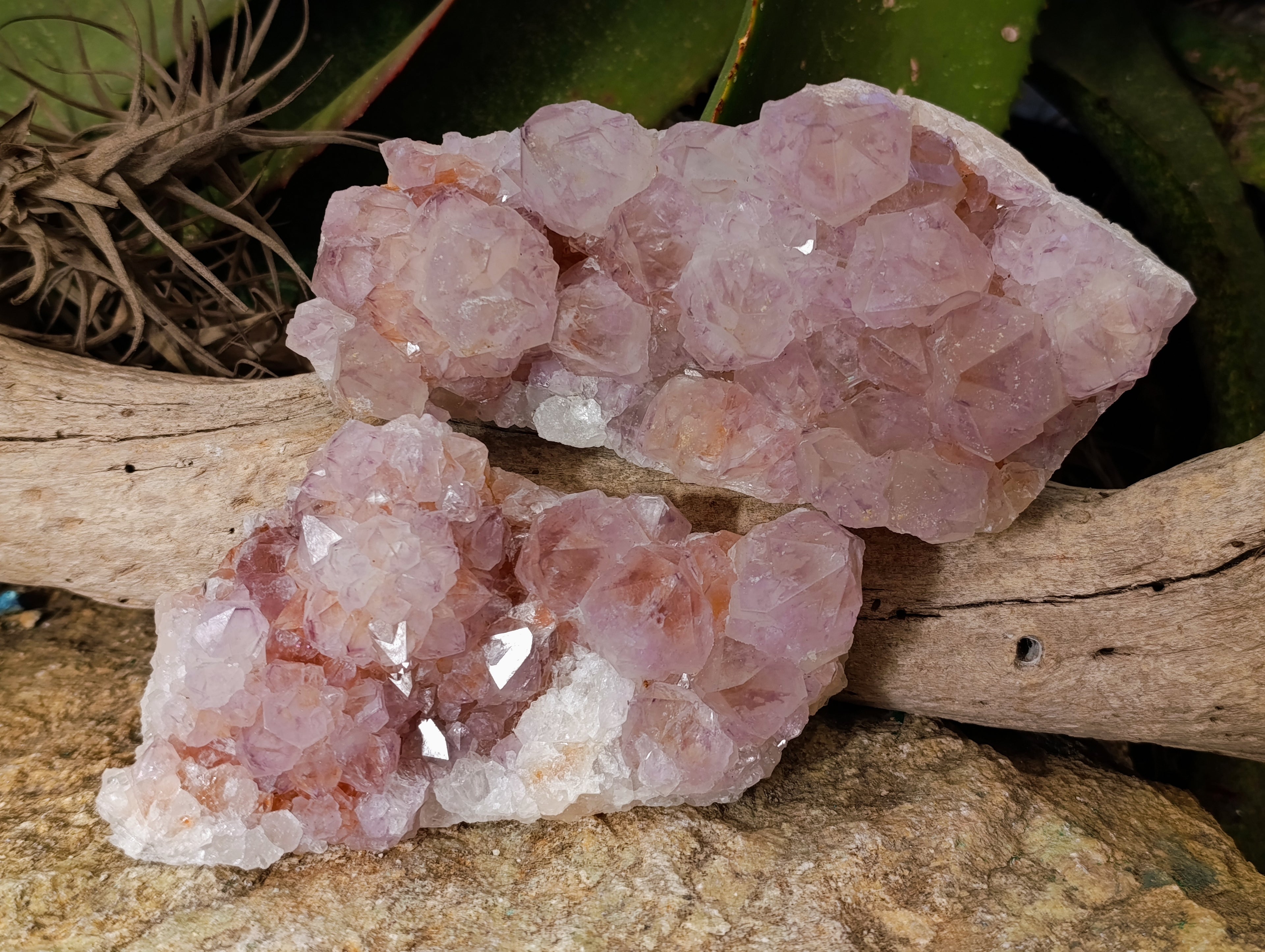 Natural Sunburst Cactus Flower Amethyst Spirit Quartz Clusters x 2 From South Africa - Toprock Gemstones and Minerals 