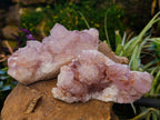 Natural Sunburst Cactus Flower Amethyst Spirit Quartz Clusters x 2 From South Africa - Toprock Gemstones and Minerals 