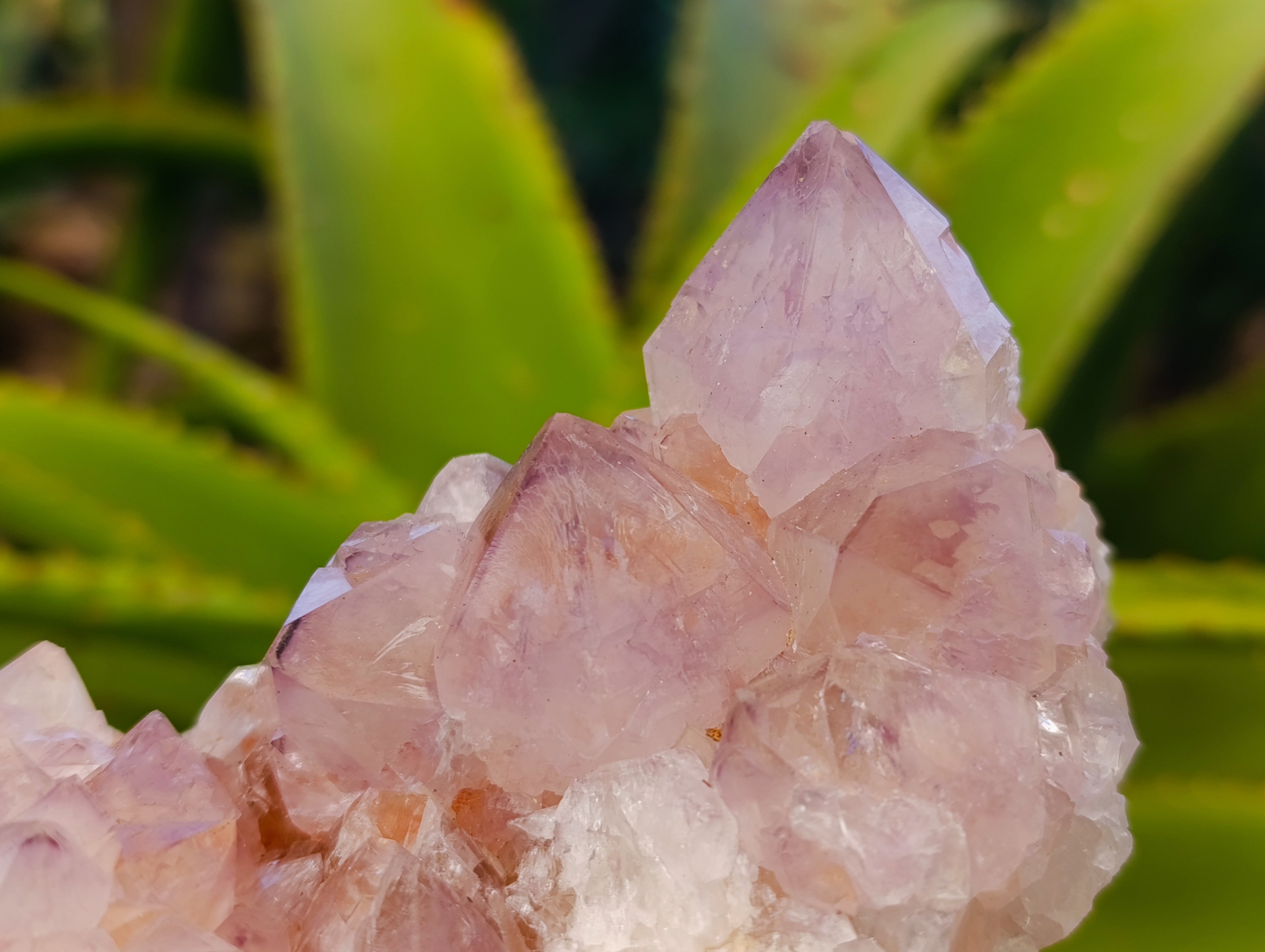 Natural Sunburst Cactus Flower Amethyst Spirit Quartz Clusters x 2 From South Africa - Toprock Gemstones and Minerals 