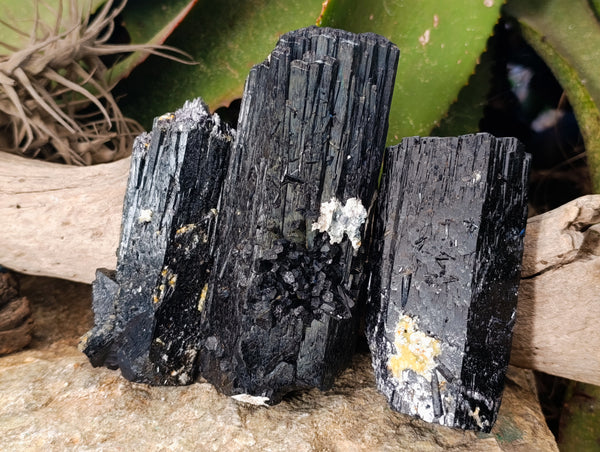 Natural XL Fibrous and Stepped Schorl Black Tourmaline Crystals x 3 From Erongo, Namibia