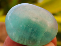 Polished Green Fluorite Palm Stones x 35 From Madagascar