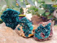 Natural Dioptase On Dolomite Specimens x 6 From Likasi, Congo
