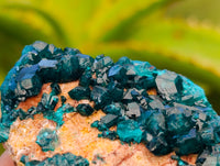 Natural Dioptase On Dolomite Specimens x 6 From Likasi, Congo