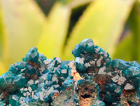 Natural Dioptase On Dolomite Specimens x 6 From Likasi, Congo
