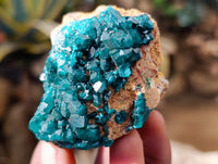 Natural Dioptase On Dolomite Specimens x 6 From Likasi, Congo