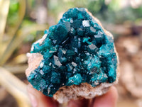 Natural Dioptase On Dolomite Specimens x 6 From Likasi, Congo