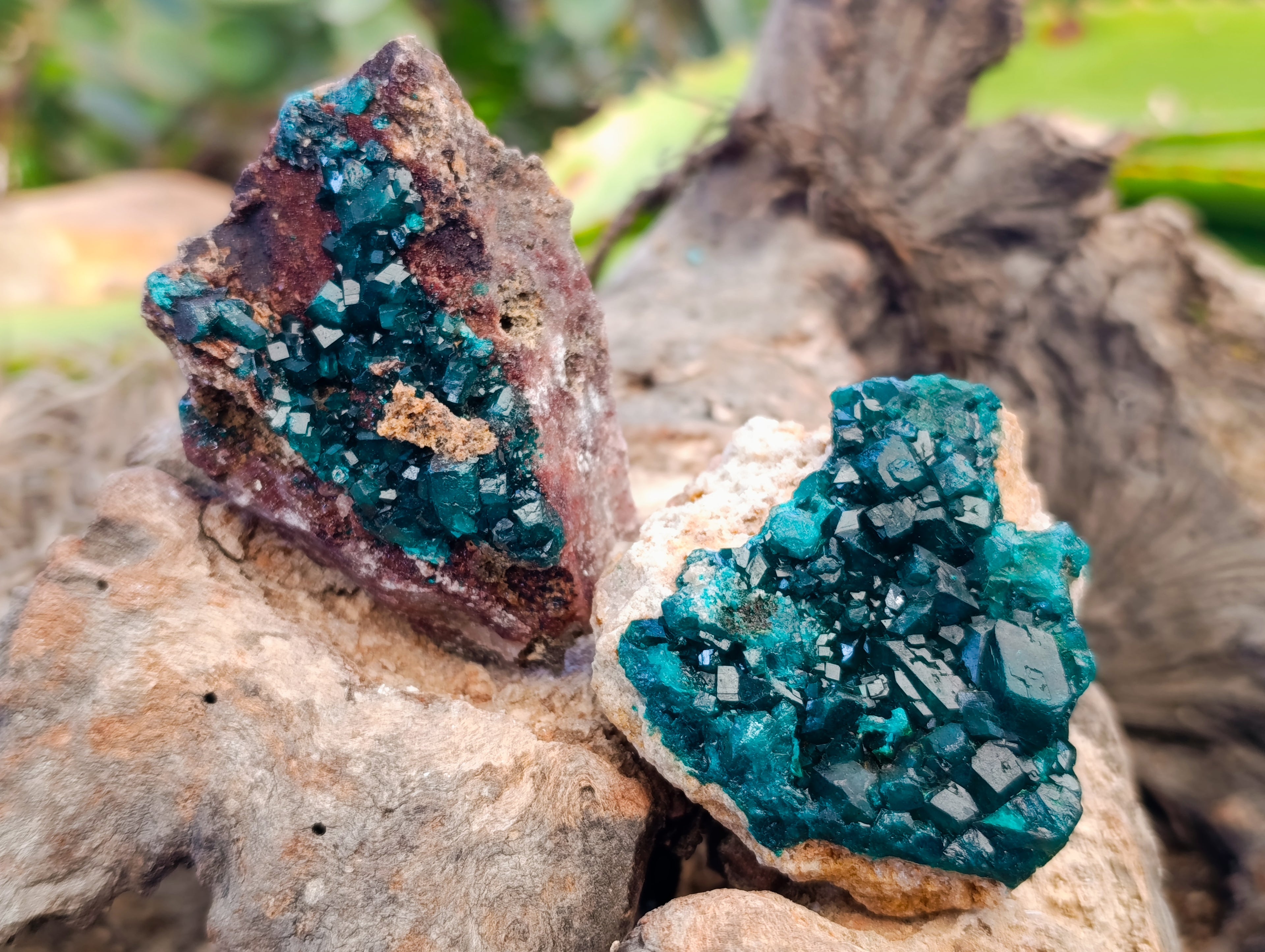 Natural Dioptase On Dolomite Specimens x 6 From Likasi, Congo - Toprock Gemstones and Minerals 