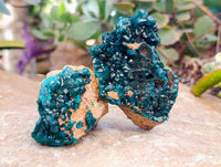 Natural Dioptase On Dolomite Specimens x 6 From Likasi, Congo