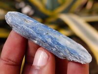 Natural Fluorescent Blue Kyanite Crystals x 1.7 Kg Lot From Karoi, Zimbabwe