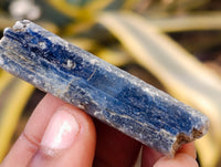 Natural Fluorescent Blue Kyanite Crystals x 1.7 Kg Lot From Karoi, Zimbabwe
