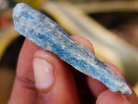 Natural Fluorescent Blue Kyanite Crystals x 1.7 Kg Lot From Karoi, Zimbabwe