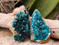Natural Dioptase On Dolomite Specimens x 3 From Likasi, Congo
