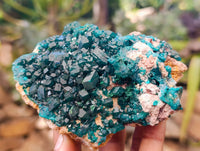 Natural Dioptase On Dolomite Specimens x 3 From Likasi, Congo