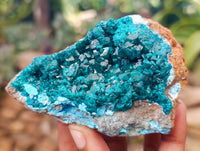 Natural Dioptase On Dolomite Specimens x 3 From Likasi, Congo