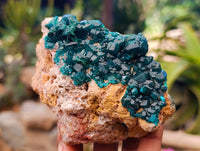 Natural Dioptase On Dolomite Specimens x 3 From Likasi, Congo