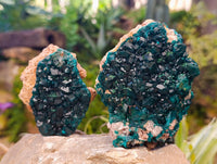 Natural Dioptase On Dolomite Specimens x 3 From Likasi, Congo