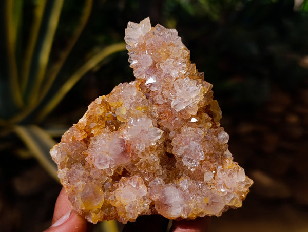 Natural Ametrine and Amethyst Spirit Quartz Clusters x 6 From South Africa