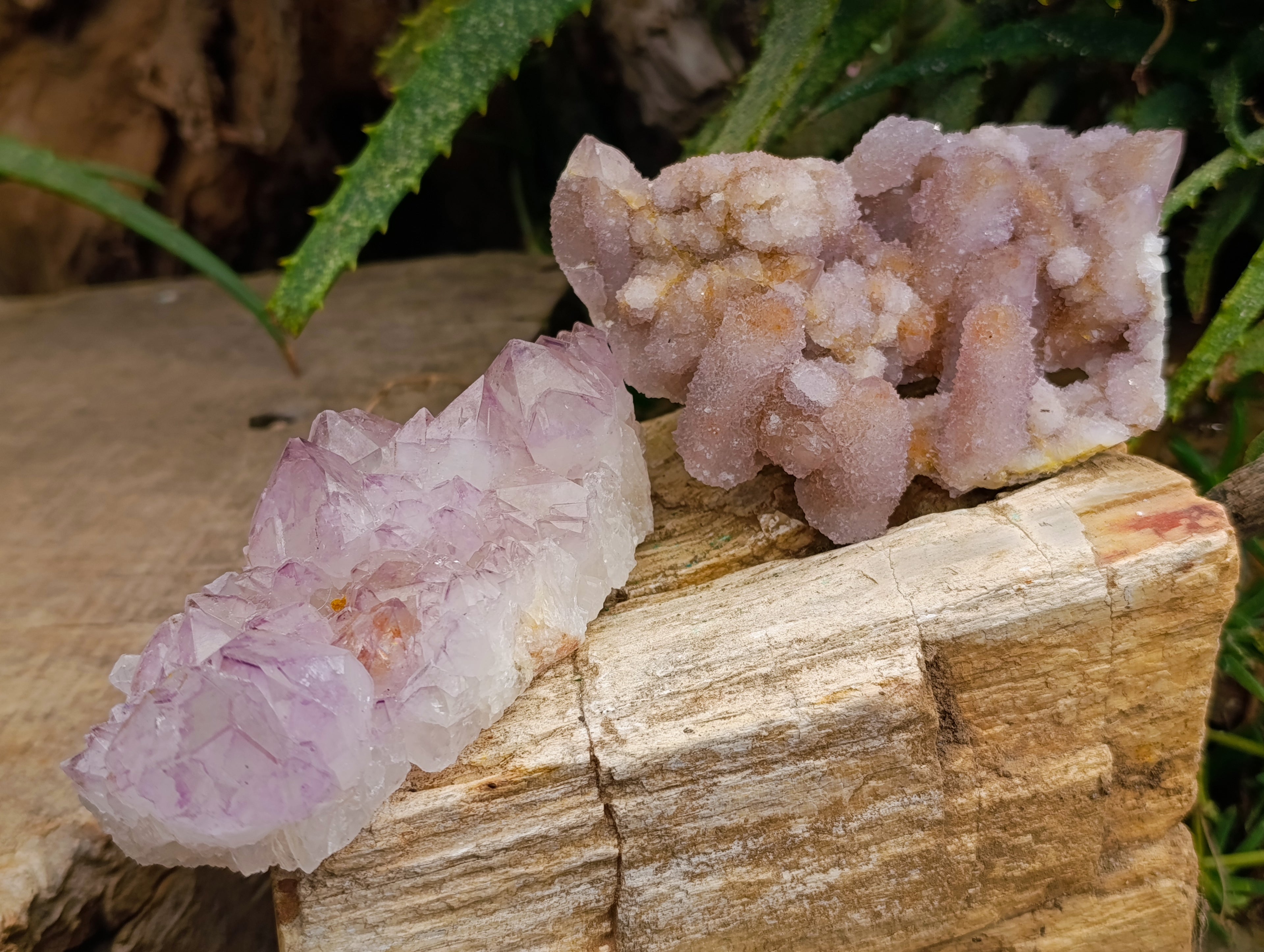 Natural Sunburst Amethyst and Cactus Spirit Quartz Clusters x 2 From South Africa - Toprock Gemstones and Minerals 