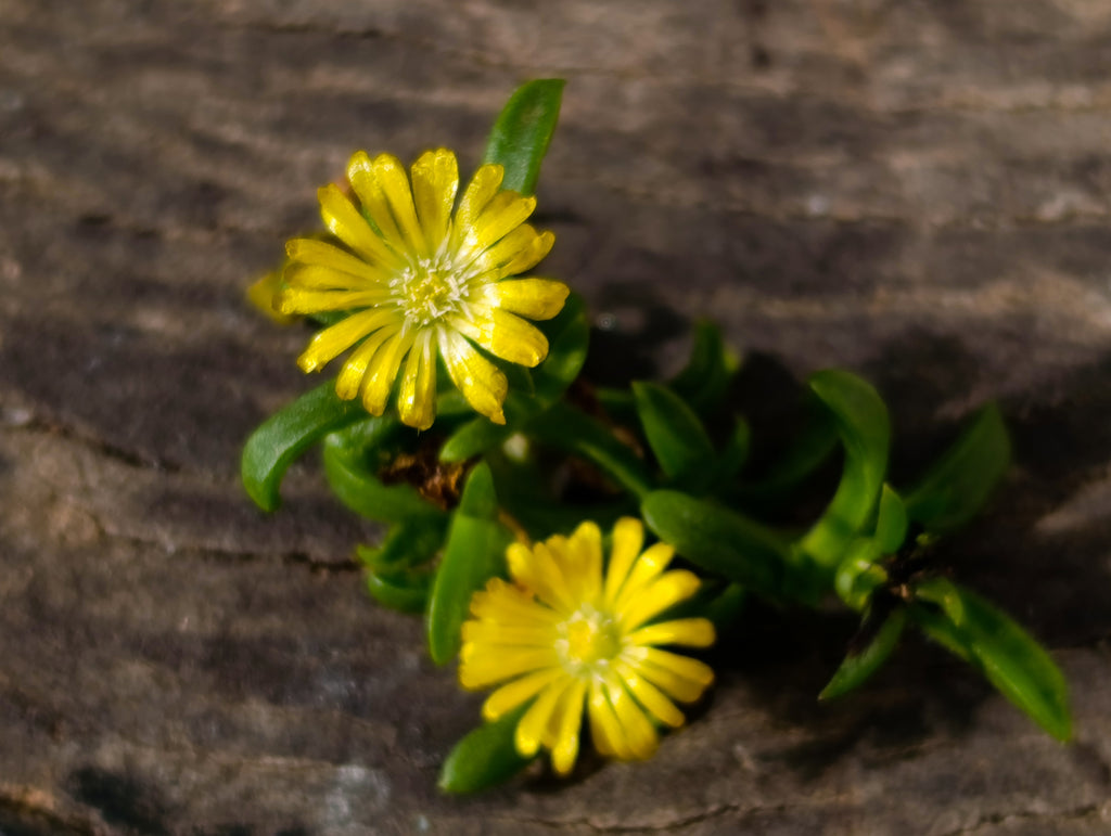 Natural Rhombohedral Sunset Orange Calcite Specimens x 24 From Spitzkop, Namibia - Toprock Gemstones and Minerals 