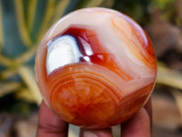 Polished Carnelian Agate Spheres x 7 From Madagascar