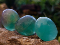 Polished Green Fluorite Palm Stones x 35 From Madagascar - Toprock Gemstones and Minerals 