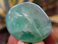 Polished Green Fluorite Palm Stones x 35 From Madagascar - Toprock Gemstones and Minerals 
