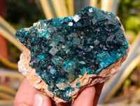 Natural Dioptase On Dolomite Specimens x 3 From Likasi, Congo - Toprock Gemstones and Minerals 
