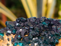 Natural Dioptase On Dolomite Specimens x 3 From Likasi, Congo - Toprock Gemstones and Minerals 