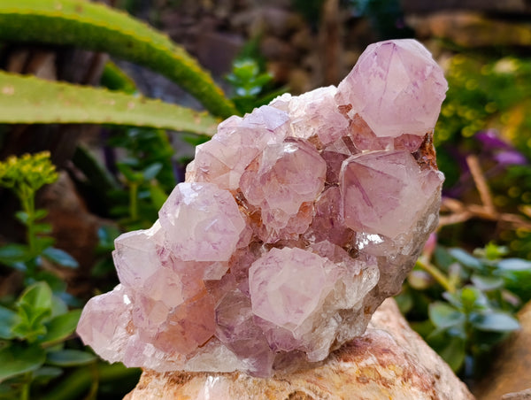 Natural Sunburst Amethyst Spirit Quartz Clusters x 2 From South Africa