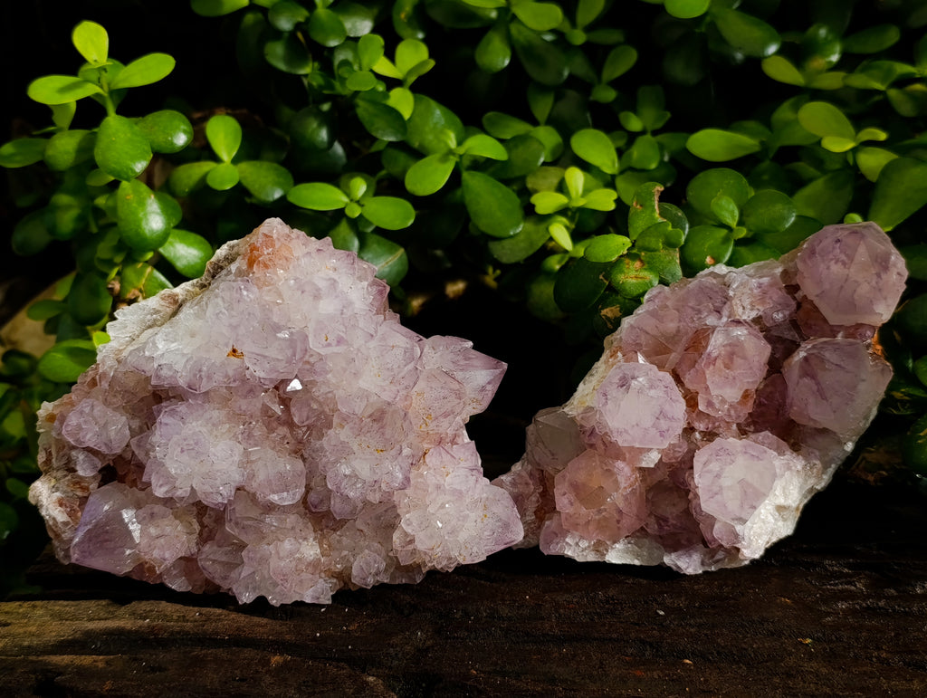 Natural Sunburst Amethyst Spirit Quartz Clusters x 2 From South Africa - Toprock Gemstones and Minerals 
