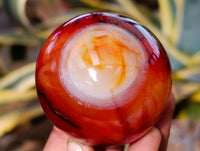Polished Carnelian Agate Spheres x 6 From Madagascar