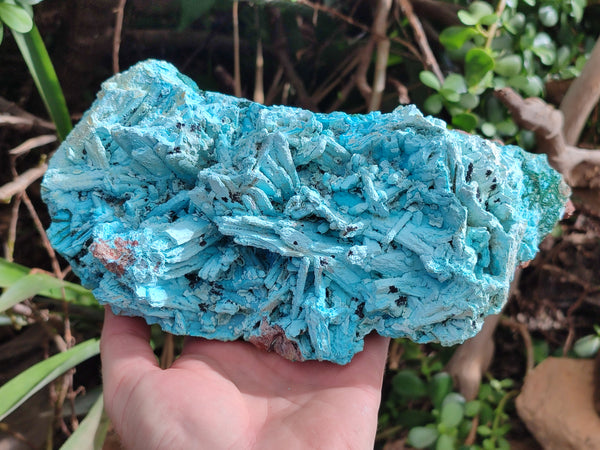 Natural Chrysocolla Blade Crystal Pseudomorph after Malachite with Azurite, Malachite and Heterogenite Crystallization x 1 From Lupoto Mine, Congo