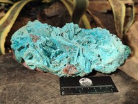Natural Chrysocolla Blade Crystal Pseudomorph after Malachite with Azurite, Malachite and Heterogenite Crystallization x 1 From Lupoto Mine, Congo - Toprock Gemstones and Minerals 