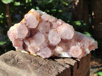 Natural Amethyst Cactus Flower Spirit Quartz Cluster x 2 From South Africa