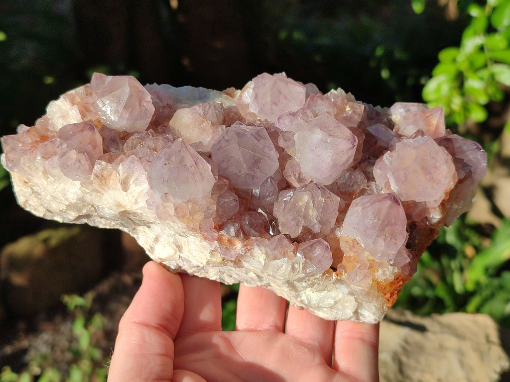 Natural Amethyst Cactus Flower Spirit Quartz Cluster x 2 From South Africa - Toprock Gemstones and Minerals 