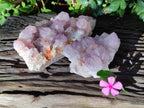 Natural Amethyst Cactus Flower Spirit Quartz Cluster x 2 From South Africa - Toprock Gemstones and Minerals 
