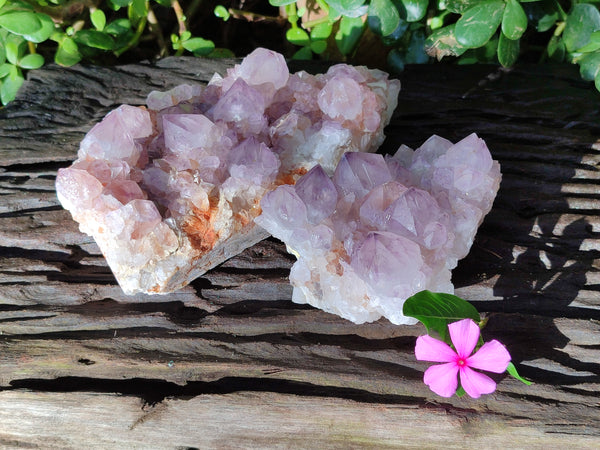Natural Amethyst Cactus Flower Spirit Quartz Cluster x 2 From South Africa