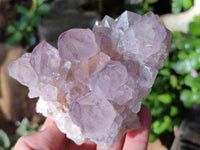 Natural Amethyst Cactus Flower Spirit Quartz Cluster x 2 From South Africa