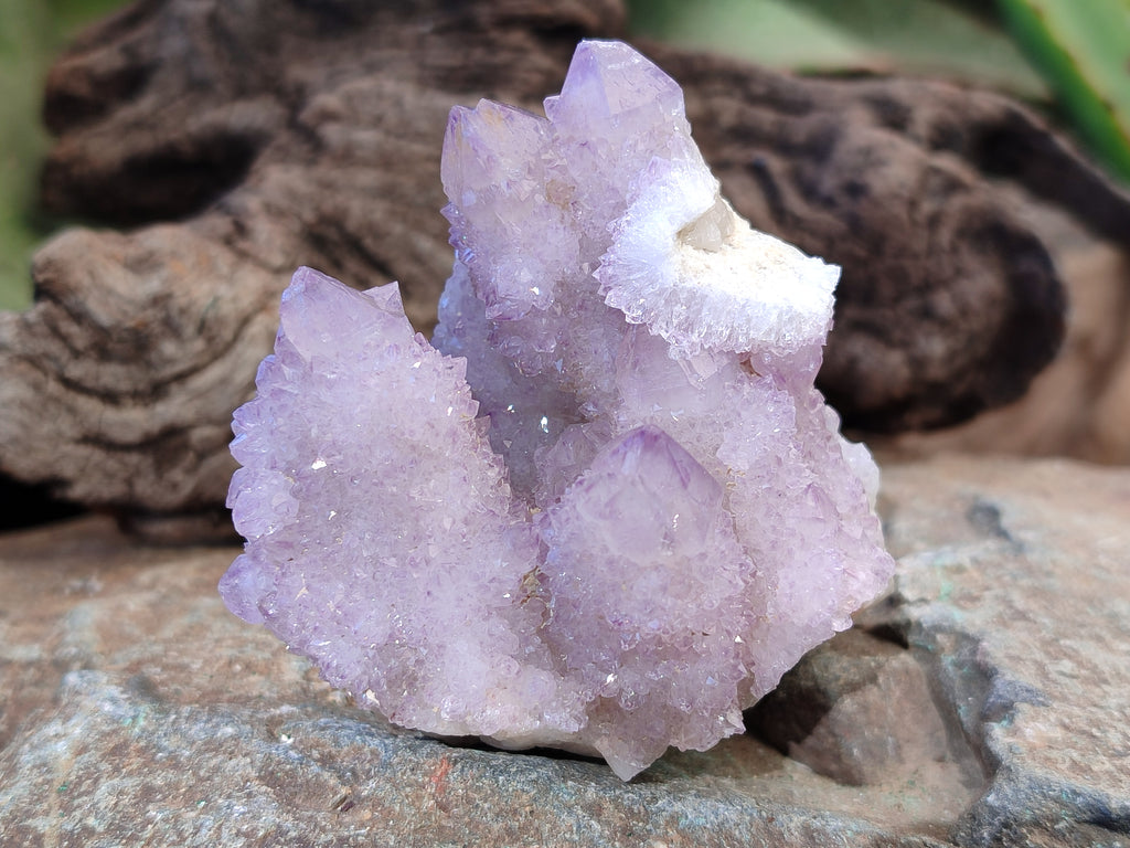 Natural Amethyst Cactus Flower Spirit Quartz Cluster x 12 From South Africa - Toprock Gemstones and Minerals 