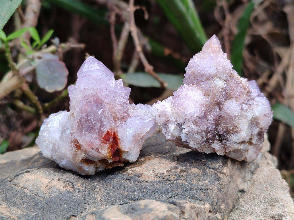Natural Amethyst Cactus Flower Spirit Quartz Cluster x 12 From South Africa - Toprock Gemstones and Minerals 