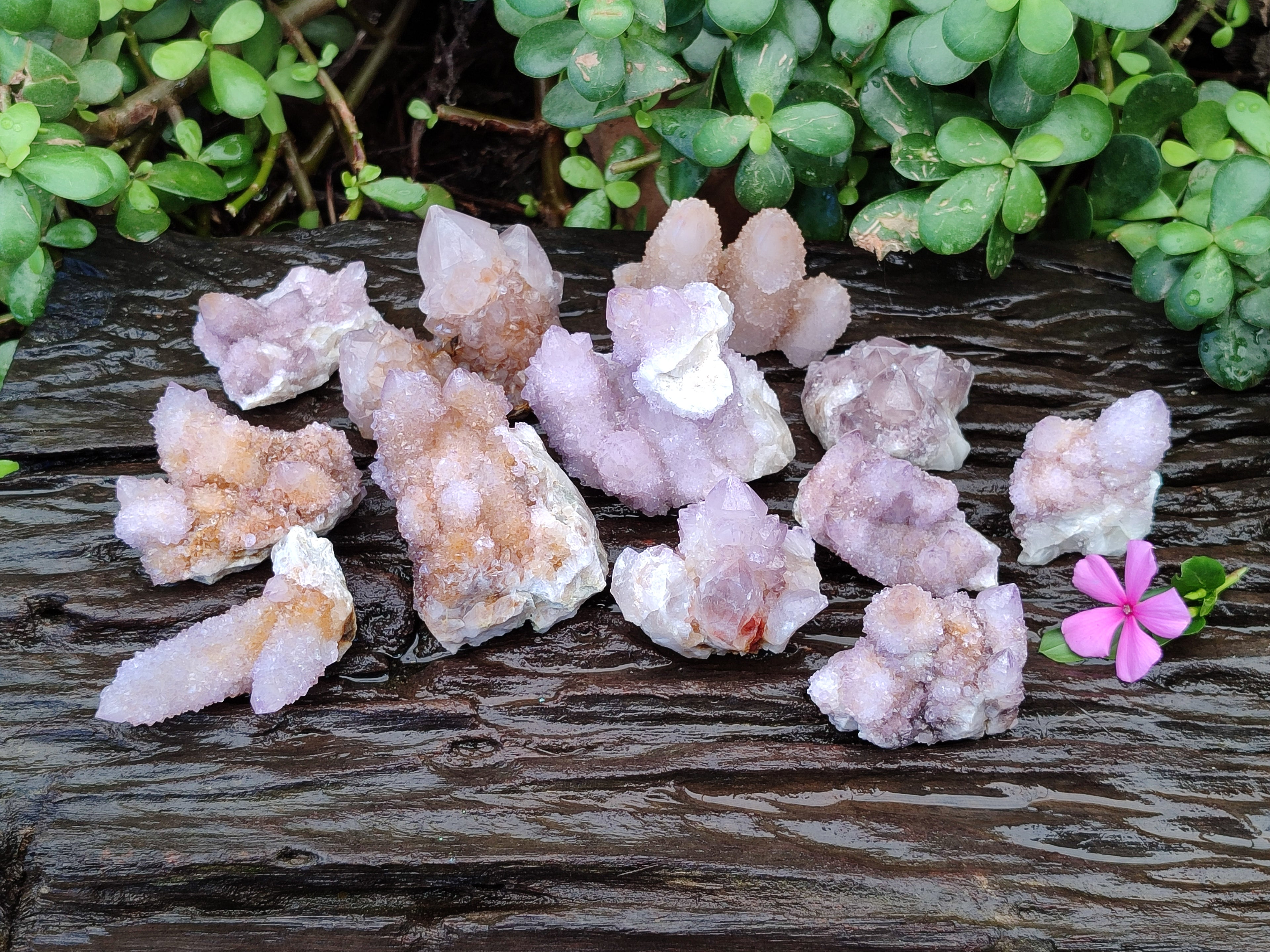 Natural Amethyst Cactus Flower Spirit Quartz Cluster x 12 From South Africa - Toprock Gemstones and Minerals 