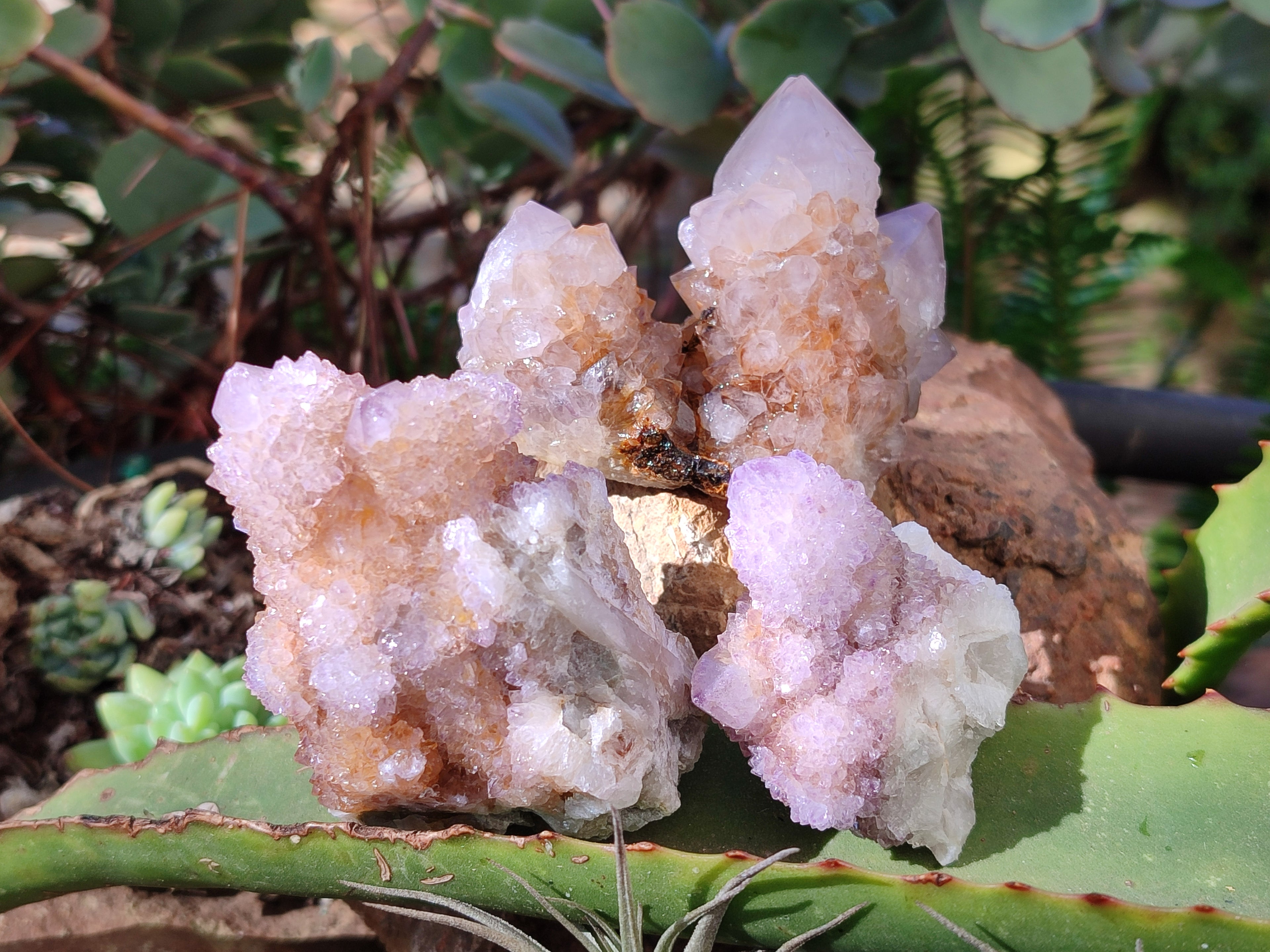 Natural Amethyst Cactus Flower Spirit Quartz Cluster x 12 From South Africa - Toprock Gemstones and Minerals 
