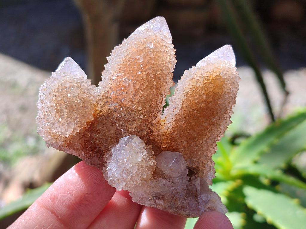 Natural Amethyst Cactus Flower Spirit Quartz Cluster x 12 From South Africa - Toprock Gemstones and Minerals 