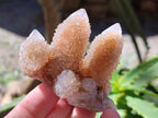 Natural Amethyst Cactus Flower Spirit Quartz Cluster x 12 From South Africa - Toprock Gemstones and Minerals 