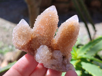 Natural Amethyst Cactus Flower Spirit Quartz Cluster x 12 From South Africa