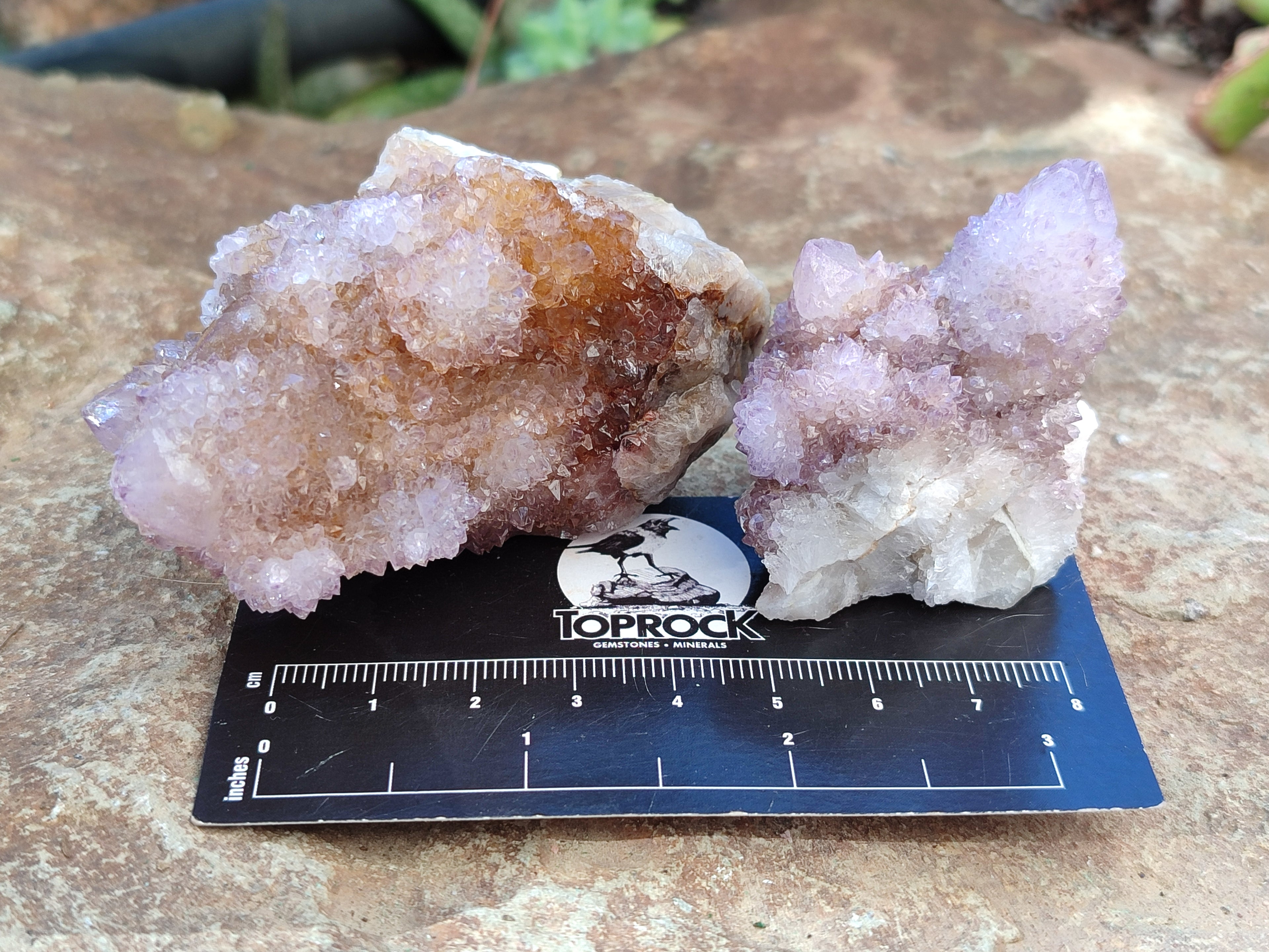 Natural Amethyst Cactus Flower Spirit Quartz Cluster x 12 From South Africa - Toprock Gemstones and Minerals 