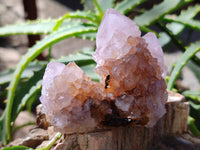 Natural Amethyst Cactus Flower Spirit Quartz Cluster x 12 From South Africa