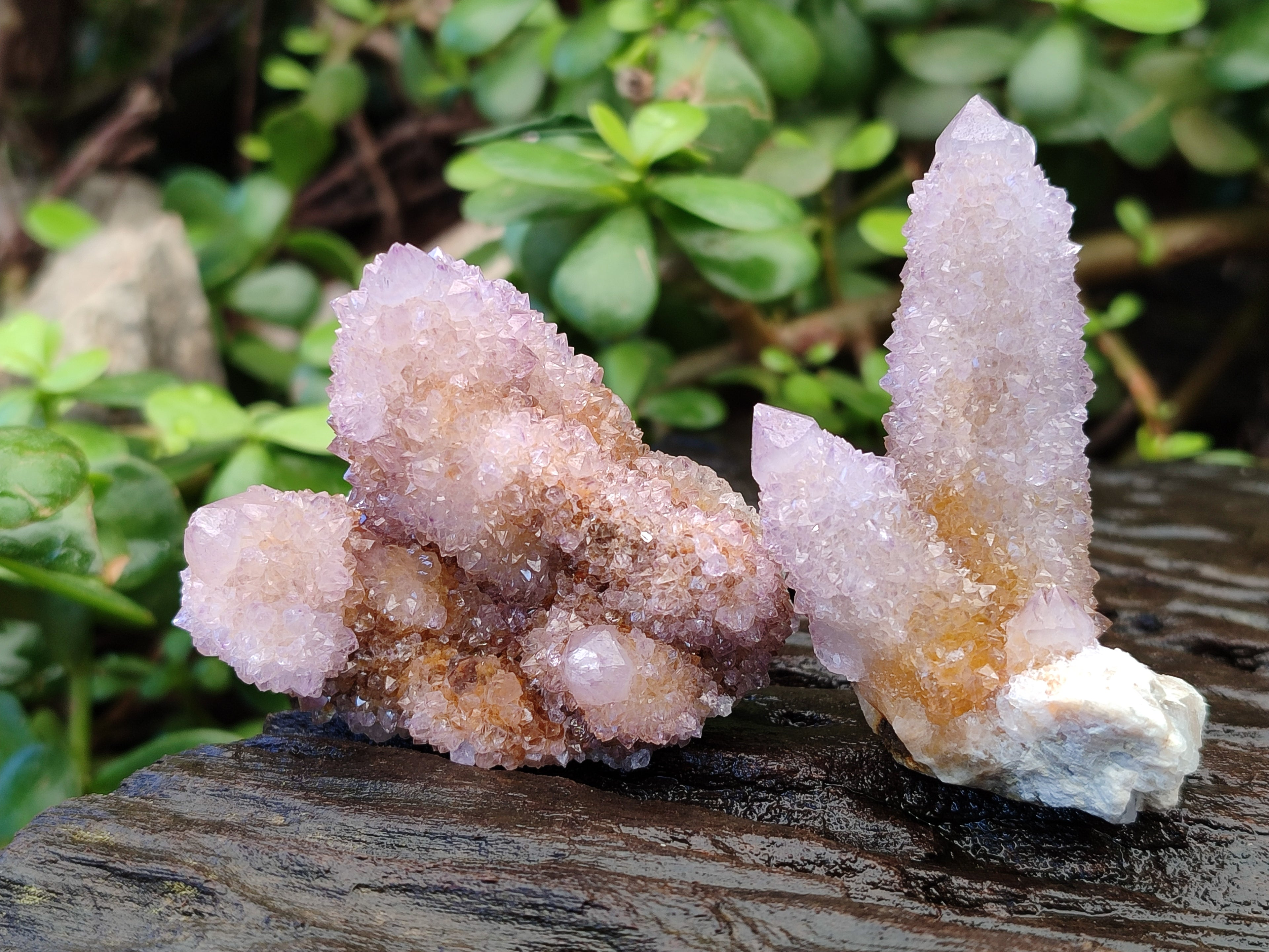 Natural Amethyst Cactus Flower Spirit Quartz Cluster x 12 From South Africa - Toprock Gemstones and Minerals 