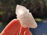 Natural Single White Cactus Flower Spirit Quartz Crystals x 35 From South Africa - Toprock Gemstones and Minerals 